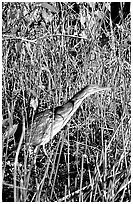 American Bittern. Everglades National Park ( black and white)