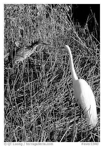 American Bittern and Great White Heron. Everglades National Park (black and white)