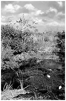 Egrets, alligators, ahinga, from the Ahinga trail. Everglades National Park, Florida, USA. (black and white)