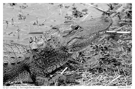 Alligator raising head. Everglades National Park (black and white)