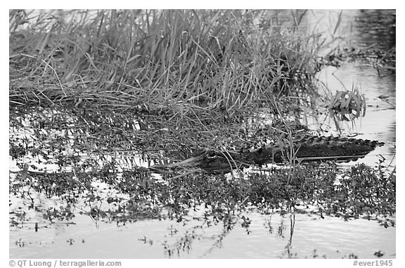 American Alligator in marsh. Everglades National Park (black and white)