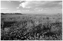 Marsh near Ahinga trail, late afternoon. Everglades National Park ( black and white)