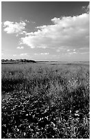 Freshwater marsh with aquatic plants and sawgrass near Ahinga trail, late afternoon. Everglades National Park, Florida, USA. (black and white)