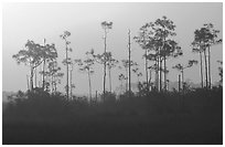 Foggy sunrise with pines. Everglades National Park ( black and white)