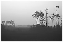 Slash pines in fog near Mahogany Hammock, sunrise. Everglades National Park ( black and white)