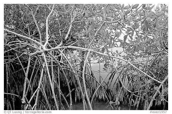 Red mangroves (Rhizophora mangle) on West Lake. Everglades National Park (black and white)