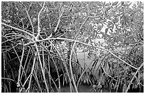Red mangroves (Rhizophora mangle) on West Lake. Everglades National Park ( black and white)