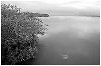 Mangrove shore of West Lake. Everglades National Park, Florida, USA. (black and white)
