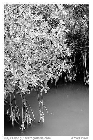 Detail of mangroves shrubs and colored water. Everglades National Park (black and white)