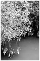 Detail of mangroves shrubs and colored water. Everglades National Park, Florida, USA. (black and white)