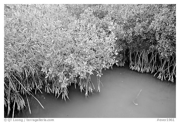Red Mangroves gives swamp water a red color. Everglades National Park (black and white)