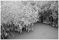 Red Mangroves gives swamp water a red color. Everglades National Park, Florida, USA. (black and white)