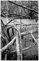 Mangroves giving the water a red color, Snake Bight trail. Everglades National Park, Florida, USA. (black and white)