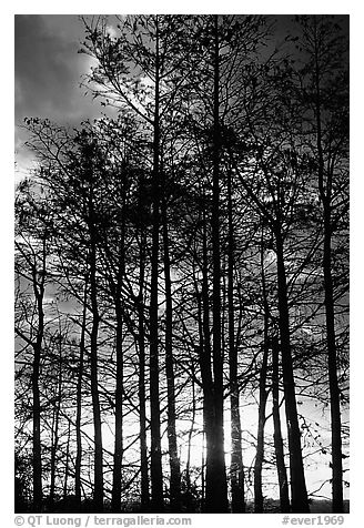 Cypress silhouettes at sunrise. Everglades National Park (black and white)