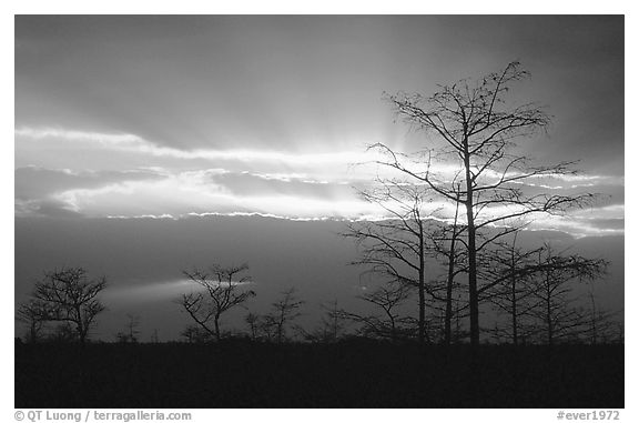 Bare cypress Cypress and sun rays, sunrise. Everglades National Park (black and white)