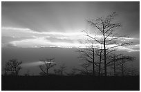 Bare cypress Cypress and sun rays, sunrise. Everglades National Park, Florida, USA. (black and white)