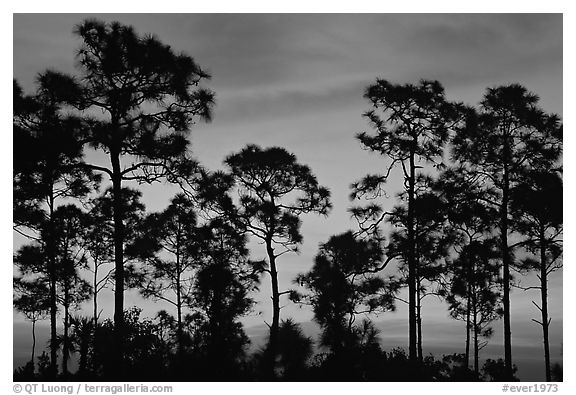Slash pines silhouettes at sunrise. Everglades National Park, Florida, USA.