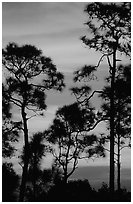Slash pines against bright sunrise sky. Everglades National Park, Florida, USA. (black and white)