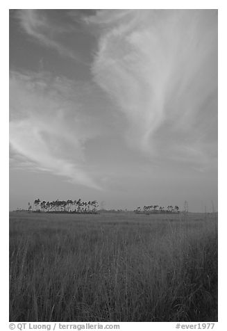 Sawgrass prairie, pines, and clouds at sunrise, near Mahogany Hammock. Everglades National Park (black and white)