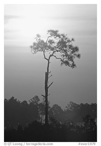 Slash pine and sun. Everglades National Park (black and white)