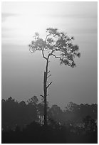 Slash pine and sun. Everglades National Park, Florida, USA. (black and white)