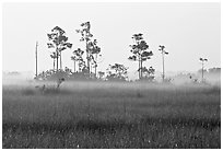Pineland environment at sunrise, near Mahogany Hammock. Everglades National Park, Florida, USA. (black and white)