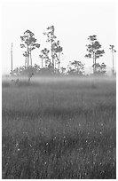Slash pine trees, sawgrass prairie and fog at sunrise. Everglades National Park, Florida, USA. (black and white)