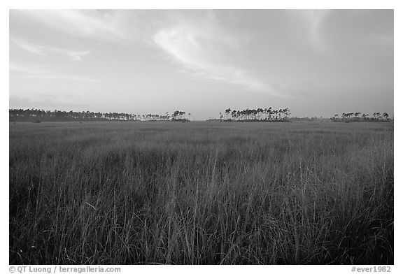 Sawgrass prairie environment with distant pinelands near Mahogany Hammock. Everglades National Park (black and white)