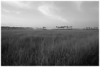 Sawgrass prairie environment with distant pinelands near Mahogany Hammock. Everglades National Park, Florida, USA. (black and white)