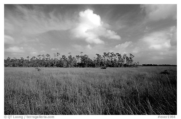 Sawgrass prairie and slash pines near Mahogany Hammock. Everglades National Park (black and white)