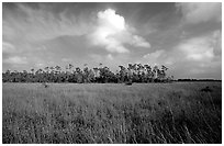 Sawgrass prairie and slash pines near Mahogany Hammock. Everglades National Park, Florida, USA. (black and white)