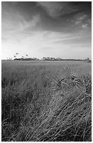 Sawgrass (Cladium jamaicense). Everglades National Park, Florida, USA. (black and white)