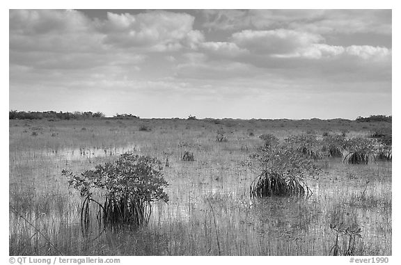 Mixed swamp environment with mangroves, morning. Everglades National Park (black and white)