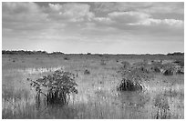 Mixed swamp environment with mangroves, morning. Everglades National Park, Florida, USA. (black and white)
