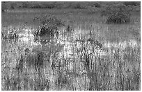 Grasses and Mangroves with sky reflections, sunrise. Everglades National Park, Florida, USA. (black and white)