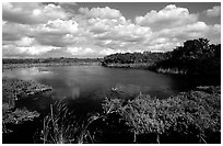 Eco pond, morning. Everglades National Park ( black and white)