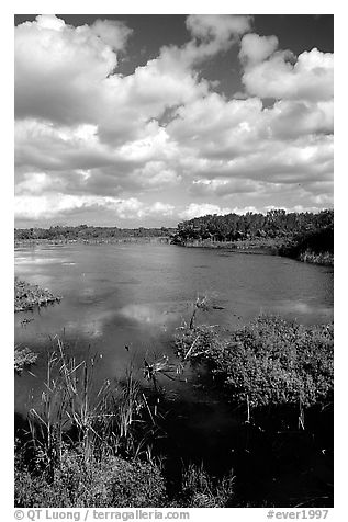 Eco pond. Everglades National Park (black and white)