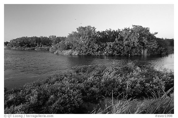 Eco pond with birds in distant trees, evening. Everglades National Park (black and white)
