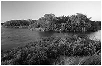 Eco pond with birds in distant trees, evening. Everglades National Park, Florida, USA. (black and white)