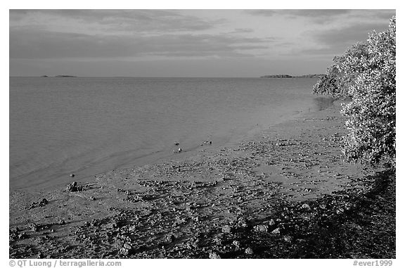 Shore of Florida bay at low tide, morning. Everglades National Park (black and white)