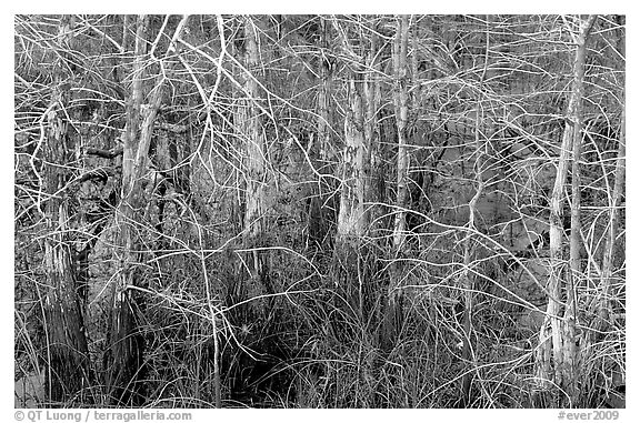 Bare cypress in marsh at Pa-hay-okee. Everglades National Park (black and white)