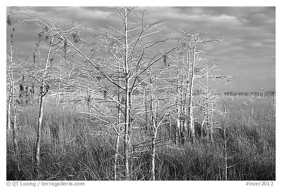Cypress and sawgrass near Pa-hay-okee, morning. Everglades National Park (black and white)