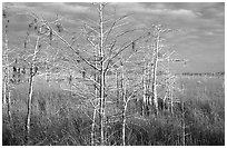 Cypress and sawgrass near Pa-hay-okee, morning. Everglades National Park, Florida, USA. (black and white)