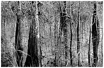 Cypress and sawgrass close-up near Pa-hay-okee, morning. Everglades National Park, Florida, USA. (black and white)