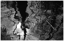 Reflection in black water of a cypress dome. Everglades National Park ( black and white)