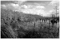 Cypress dome. Everglades National Park ( black and white)