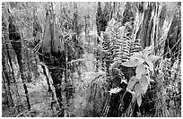 Swamp Ferns (Blechnum serrulatum) on cypress. Everglades National Park, Florida, USA. (black and white)