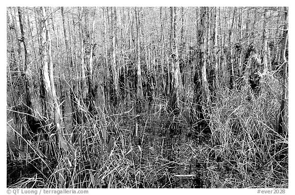 Bald cypress (Taxodium distichum). Everglades National Park (black and white)