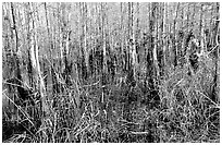 Bald cypress (Taxodium distichum). Everglades National Park ( black and white)
