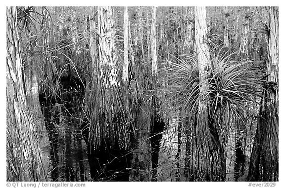 Bromeliad and cypress inside a dome. Everglades National Park (black and white)
